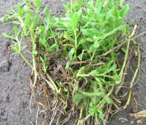 农村常见野草名称及作用,农村常见的野草及功效