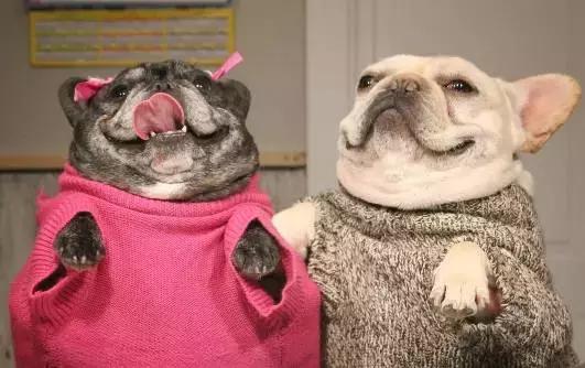 斗牛犬饲养知识,斗牛犬生产注意事项