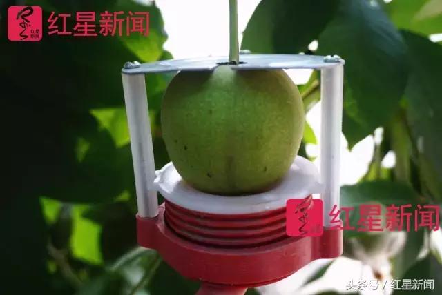 真相调查:文玩核桃再步玛卡后尘?从几万元一对到5元没人要?