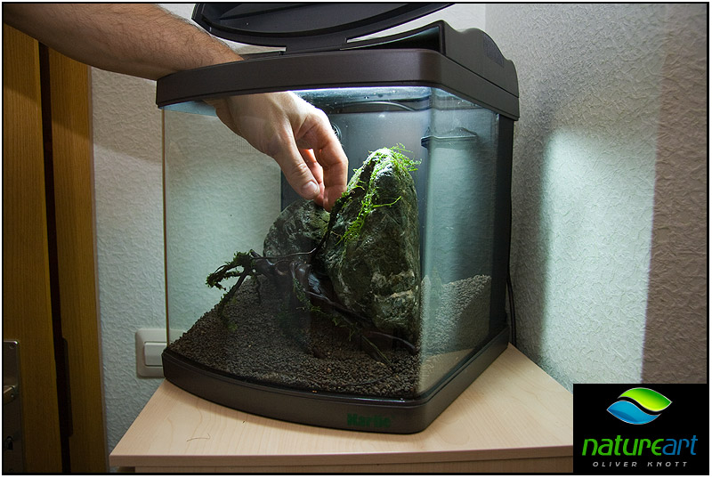 ada水草1.5米缸造景教程,oliverknott是什么