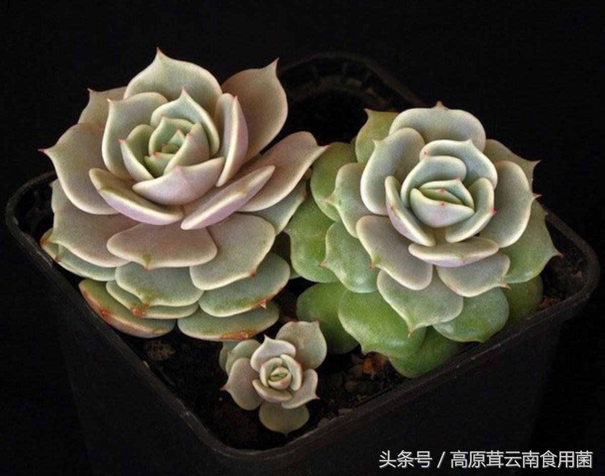 景天科拟石莲花属多肉植物好养吗,景天科石莲属多肉图鉴