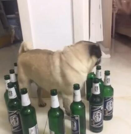 狗狗被啤酒瓶围住，开始犯傻了，真是懵了！