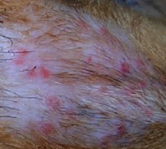 金毛一般有什么常见病,小型宠物犬先天疾病