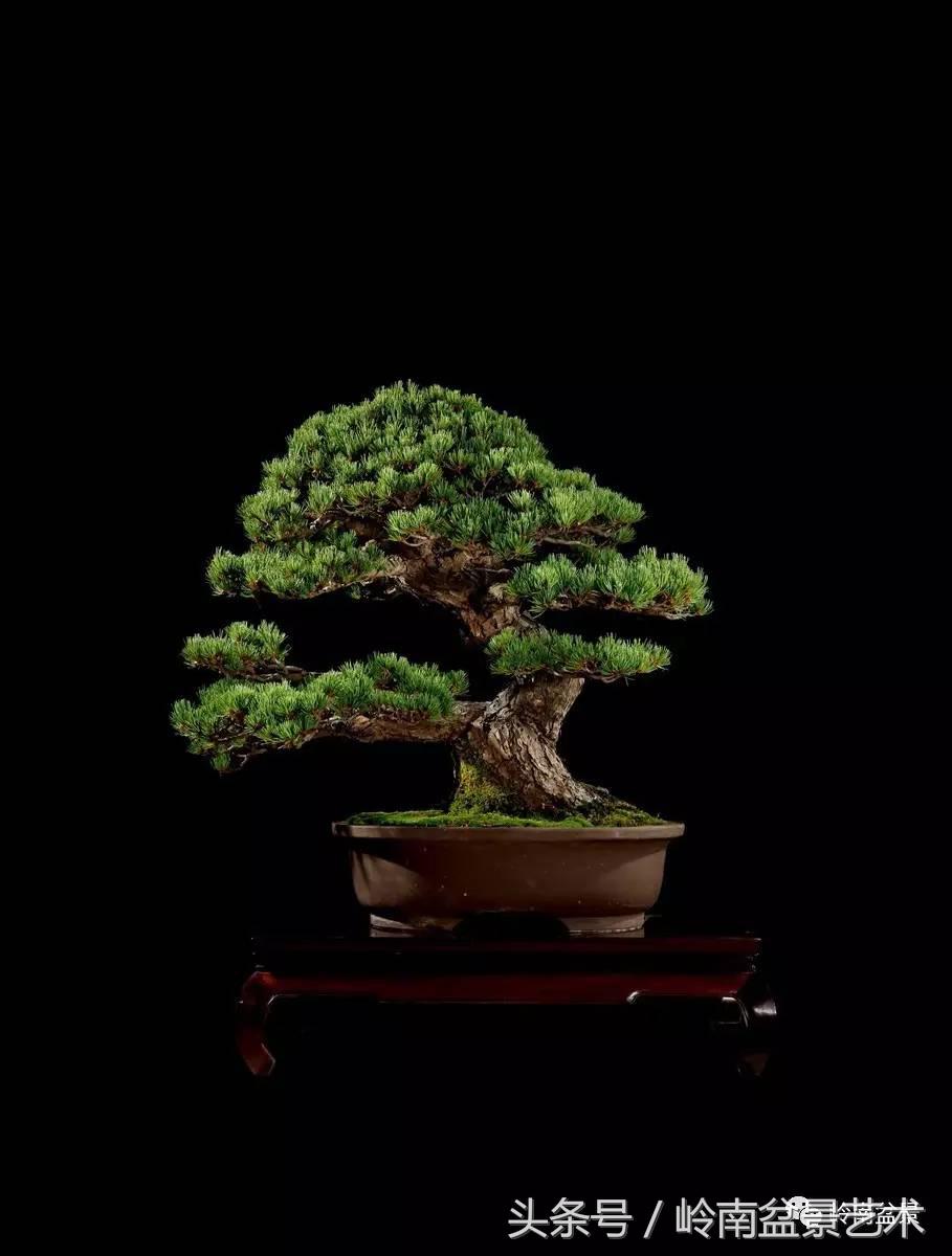 五针松和大阪松哪个好盆栽 (大阪松比五针松哪种更名贵)