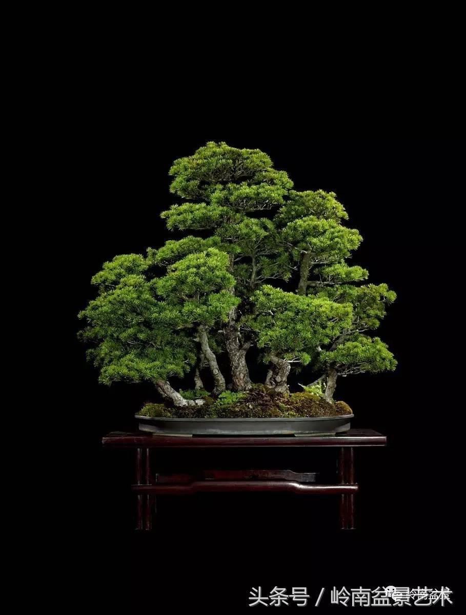 五针松和大阪松哪个好盆栽 (大阪松比五针松哪种更名贵)