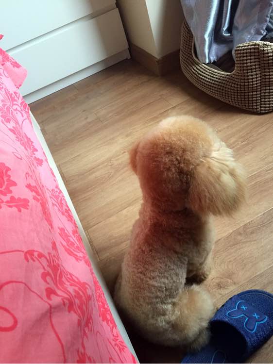 泰迪从高处摔下腿拐了,小泰迪从高处摔下来