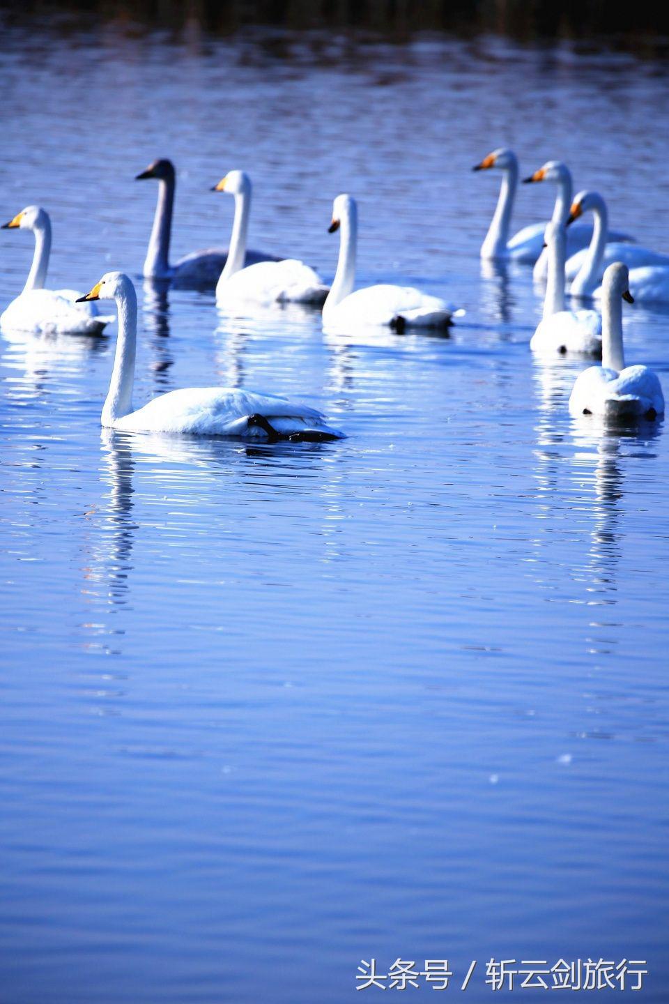 荣成烟墩角天鹅拍摄机位,世界最大天鹅