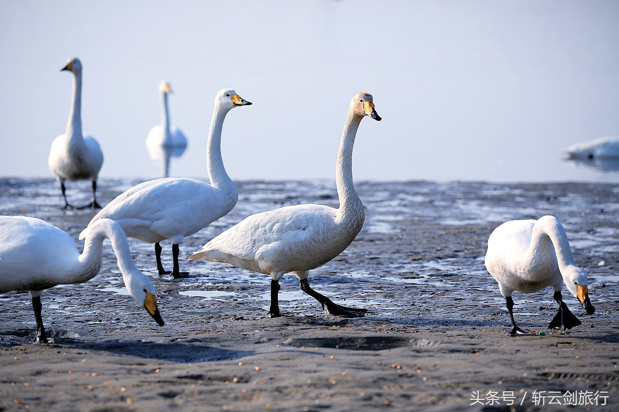 荣成烟墩角天鹅拍摄机位,世界最大天鹅