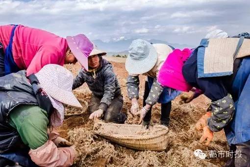 玛卡价格暴跌到多少钱一斤,玛卡跌下神坛