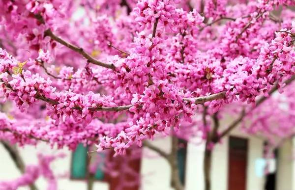 老板：“今天我要请假去神灵寨坐花轿，赢终身免门票”！请批准！