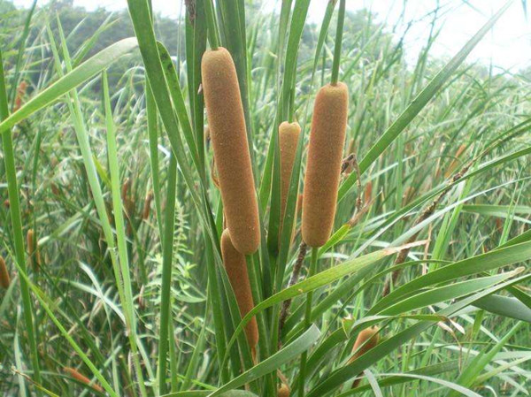 农村常见野草名称及作用,农村常见的野草及功效