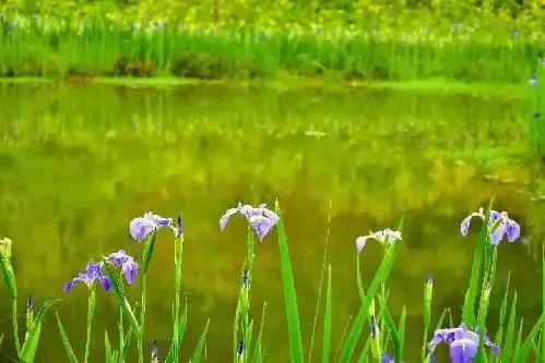 南岸区适合游玩的乡村,南岸乡村旅游