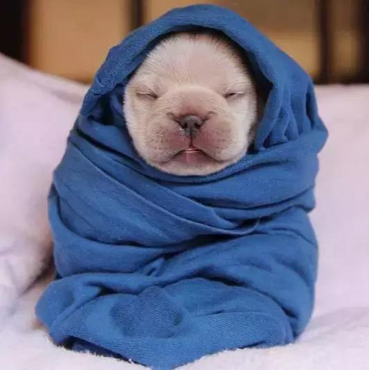 斗牛犬饲养知识,斗牛犬生产注意事项