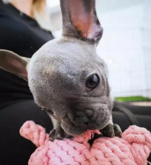 斗牛犬饲养知识,斗牛犬生产注意事项