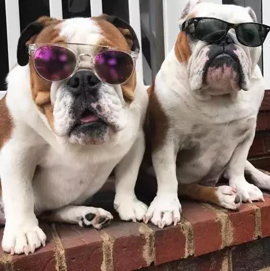 斗牛犬饲养知识,斗牛犬生产注意事项