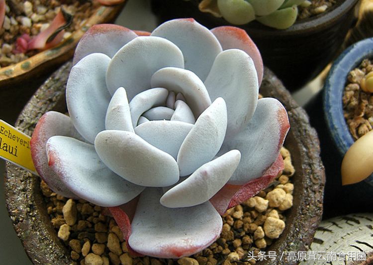 景天科拟石莲花属多肉植物好养吗,景天科石莲属多肉图鉴