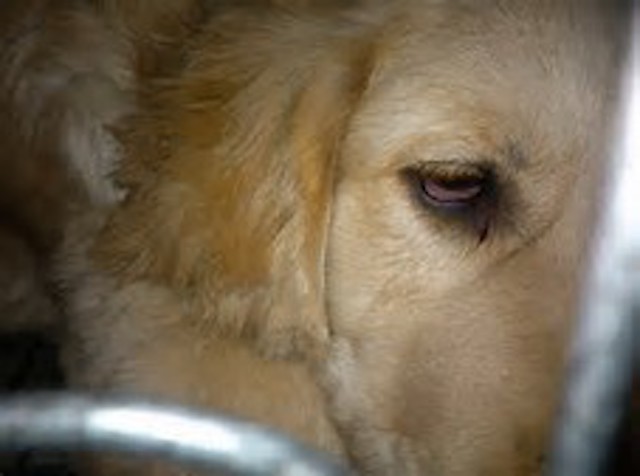 金毛一般有什么常见病,小型宠物犬先天疾病