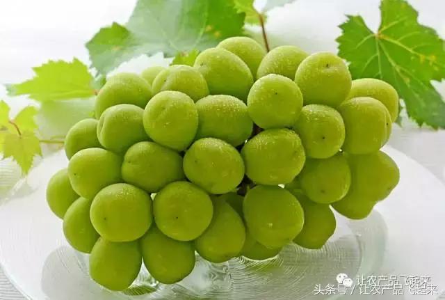 晴王葡萄真的有那么贵,带你了解麝香鼠的真相