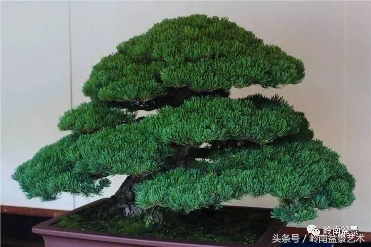 五针松和大阪松哪个好盆栽 (大阪松比五针松哪种更名贵)