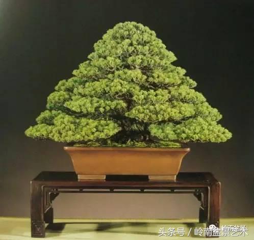 五针松和大阪松哪个好盆栽 (大阪松比五针松哪种更名贵)