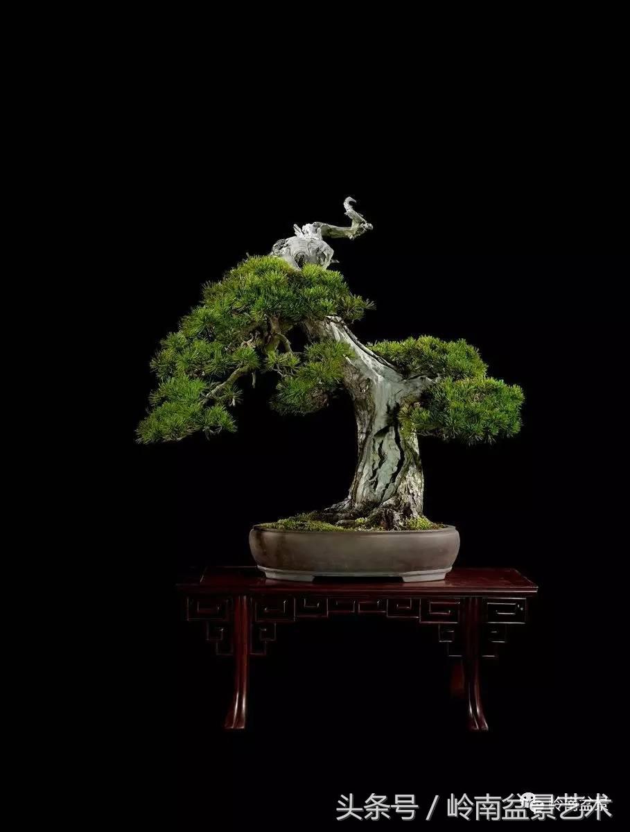 五针松和大阪松哪个好盆栽 (大阪松比五针松哪种更名贵)