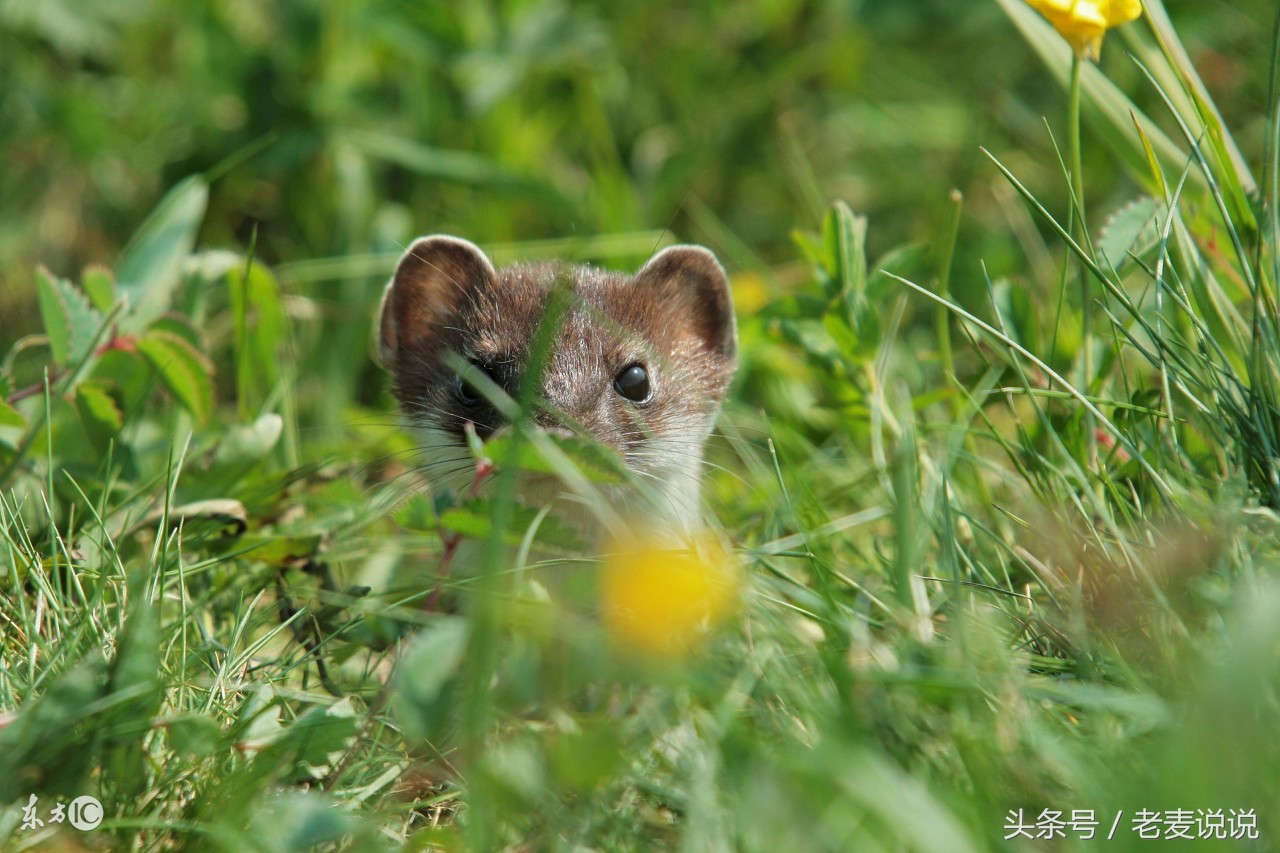 说出马的人结果都很惨对吗,说出马
