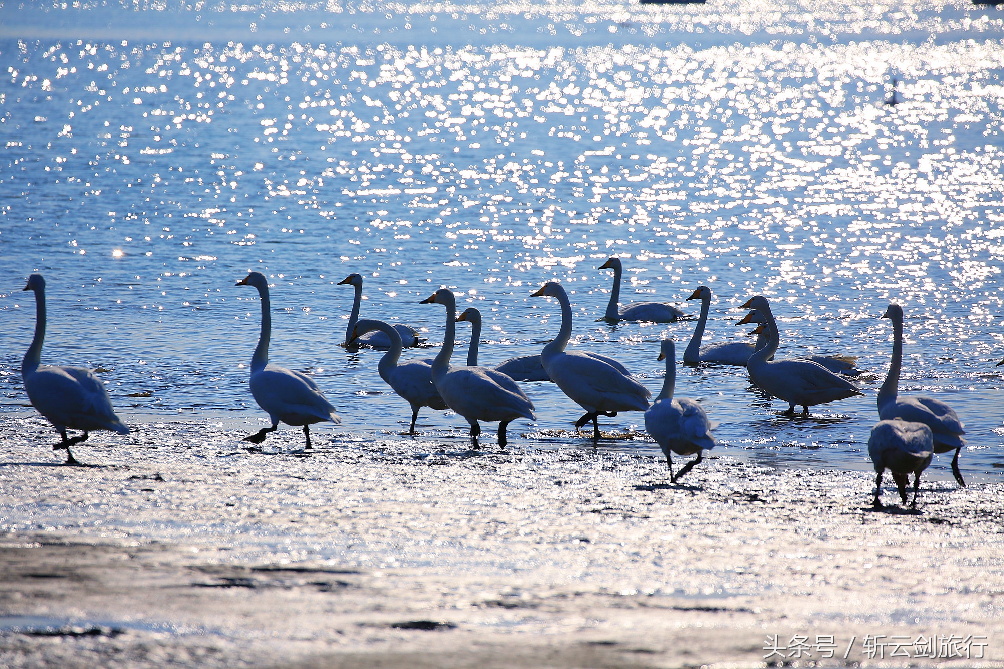 荣成烟墩角天鹅拍摄机位,世界最大天鹅