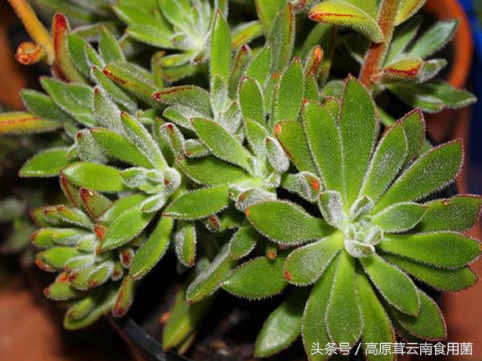 景天科拟石莲花属多肉植物好养吗,景天科石莲属多肉图鉴