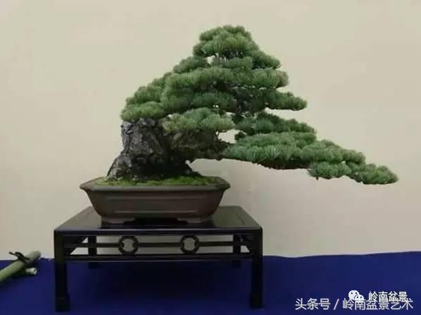 五针松和大阪松哪个好盆栽 (大阪松比五针松哪种更名贵)