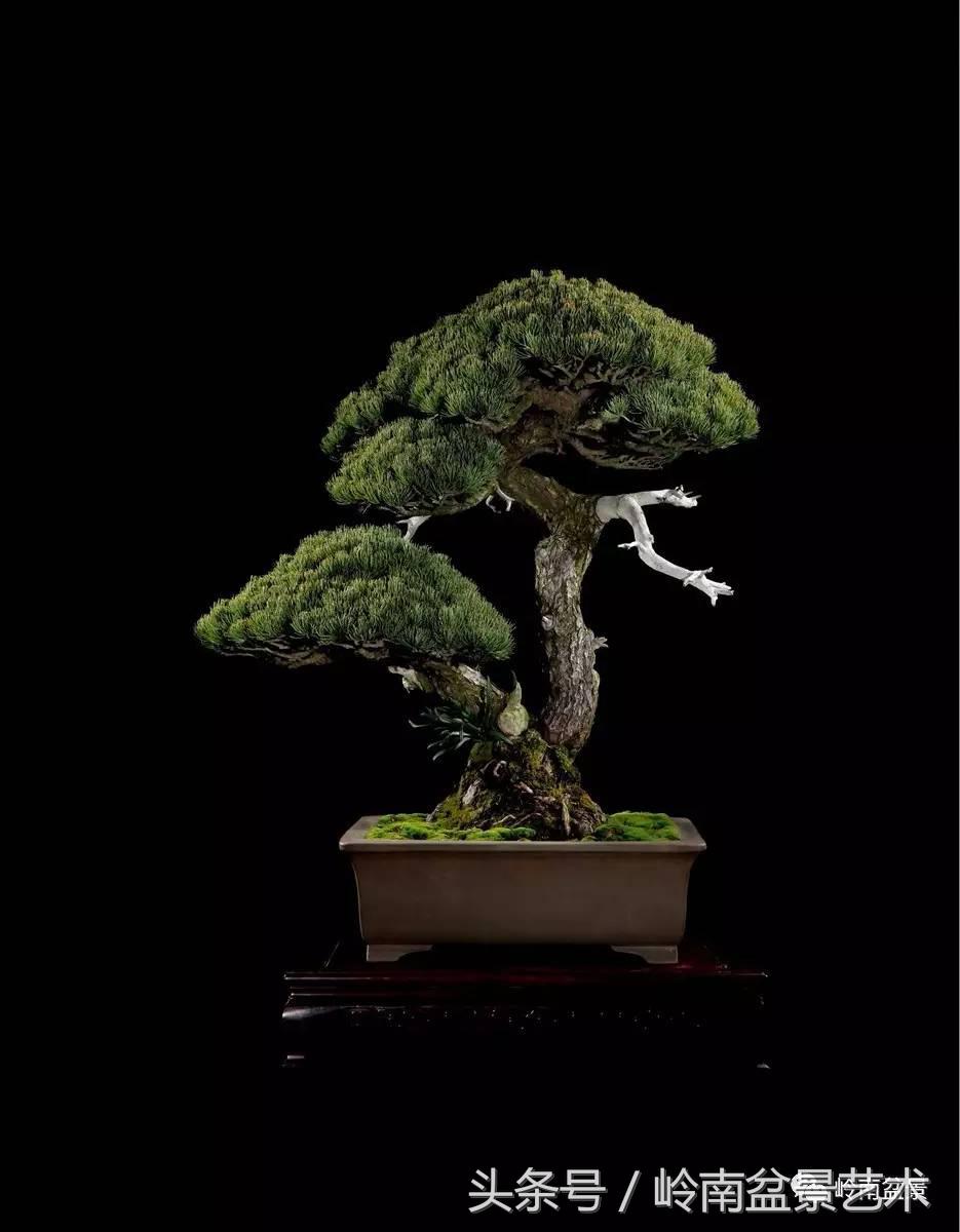 五针松和大阪松哪个好盆栽 (大阪松比五针松哪种更名贵)