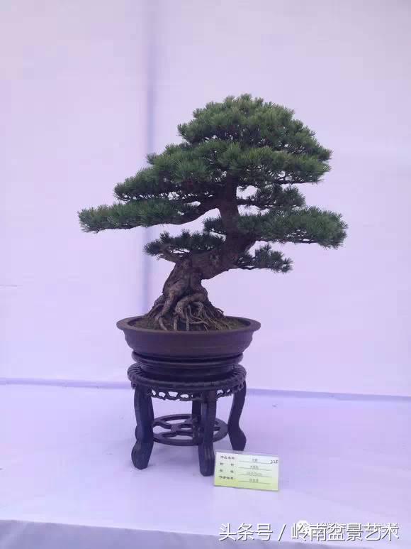 五针松和大阪松哪个好盆栽 (大阪松比五针松哪种更名贵)