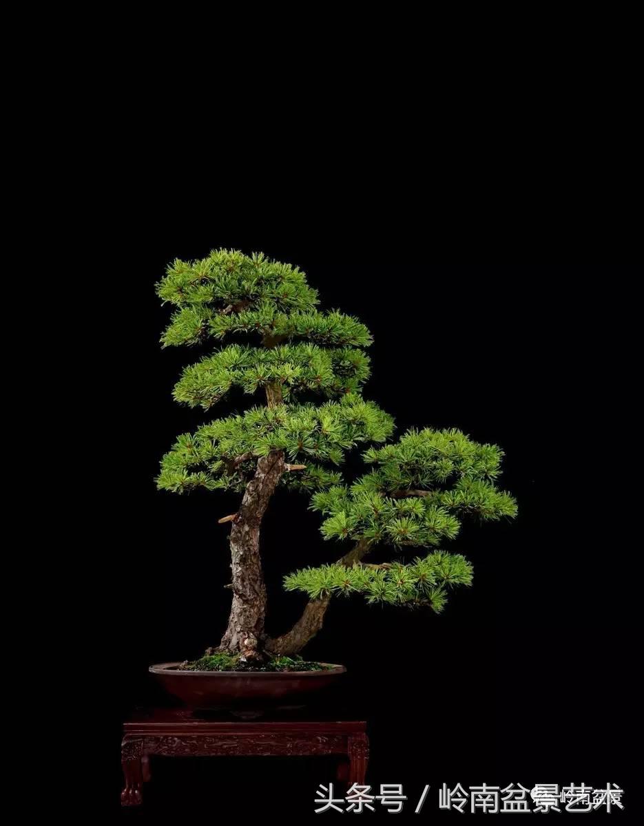 五针松和大阪松哪个好盆栽 (大阪松比五针松哪种更名贵)