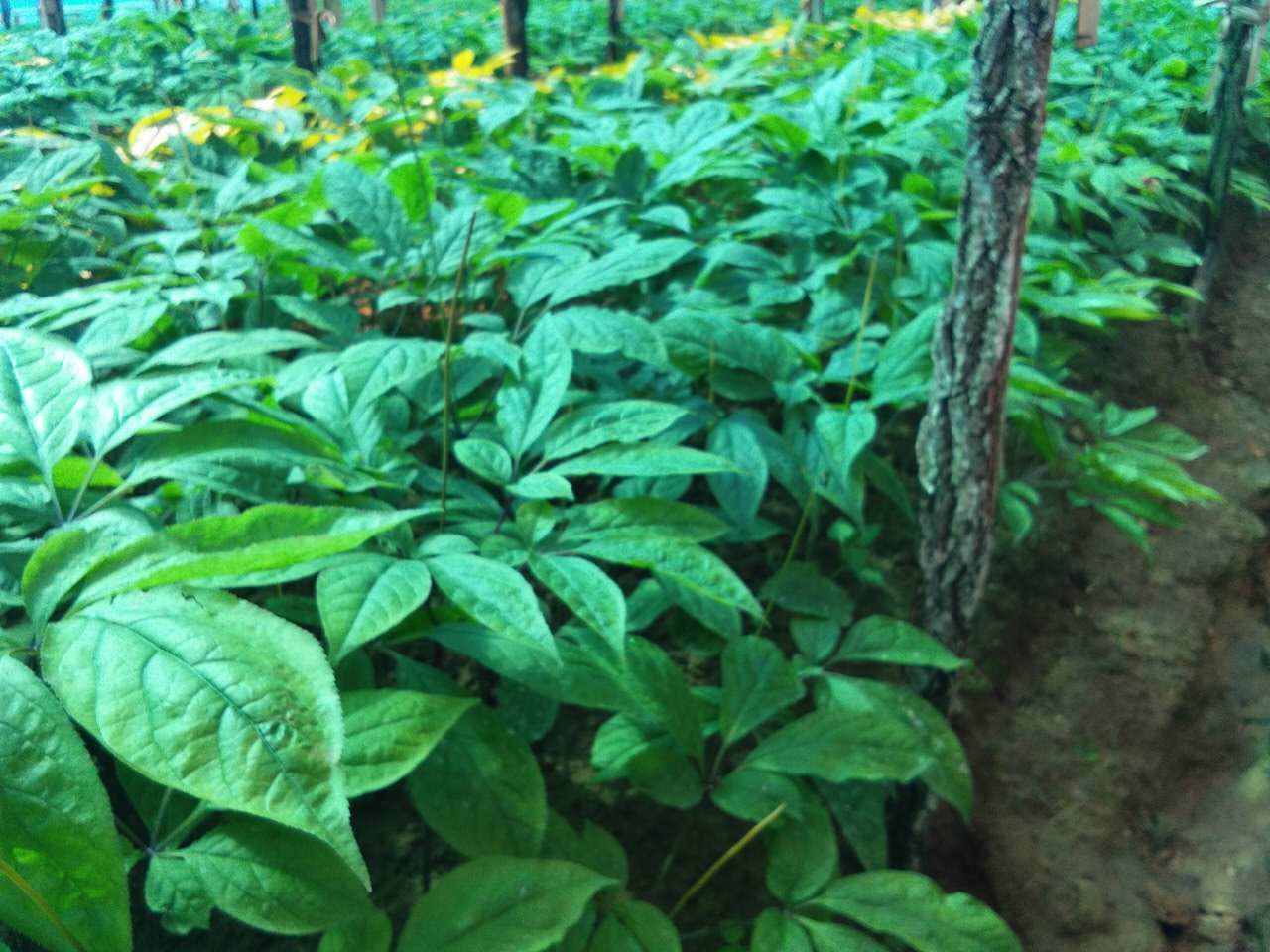 万良人最新行情,万良人