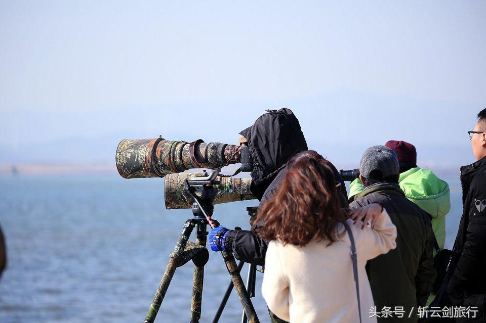 荣成烟墩角天鹅拍摄机位,世界最大天鹅