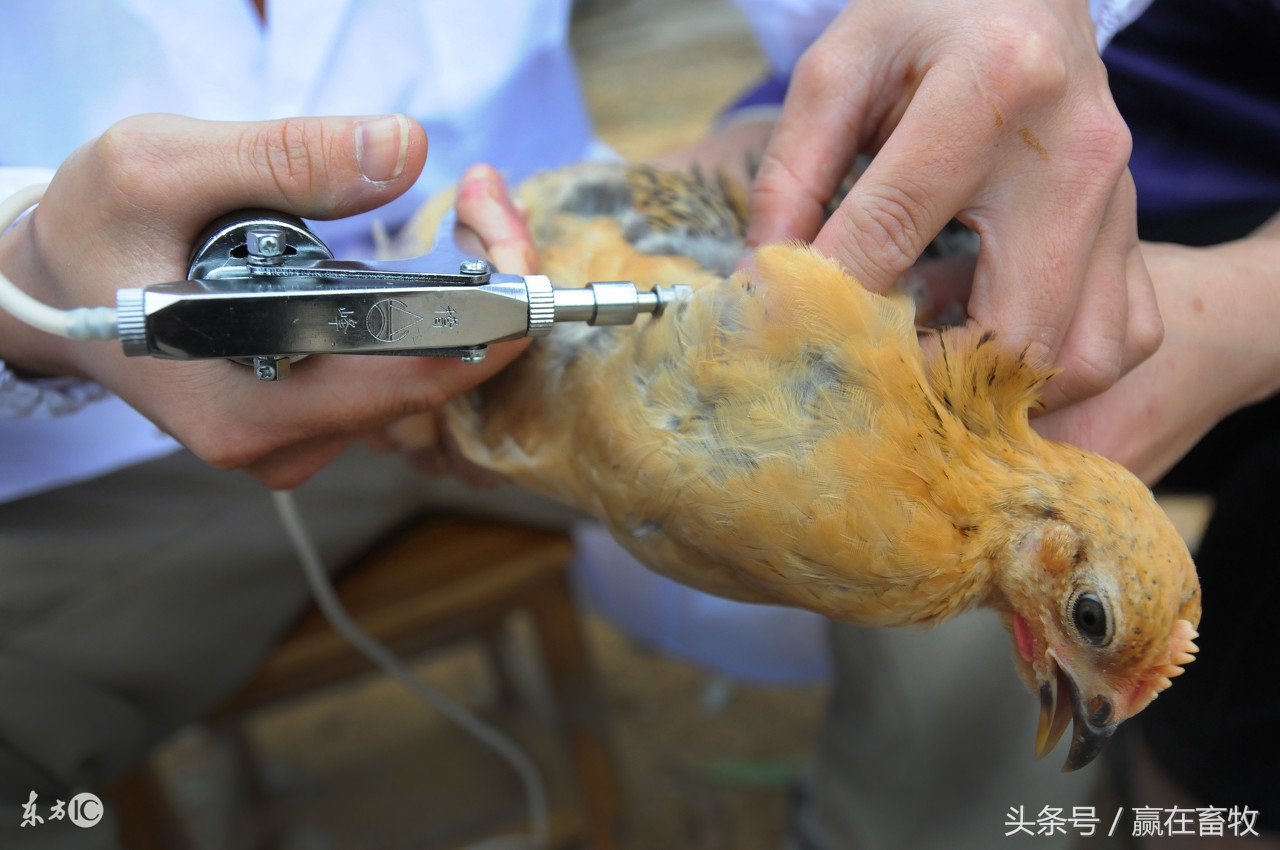 散养家禽新城疫怎么防治,养殖场疫病防治的对策论文