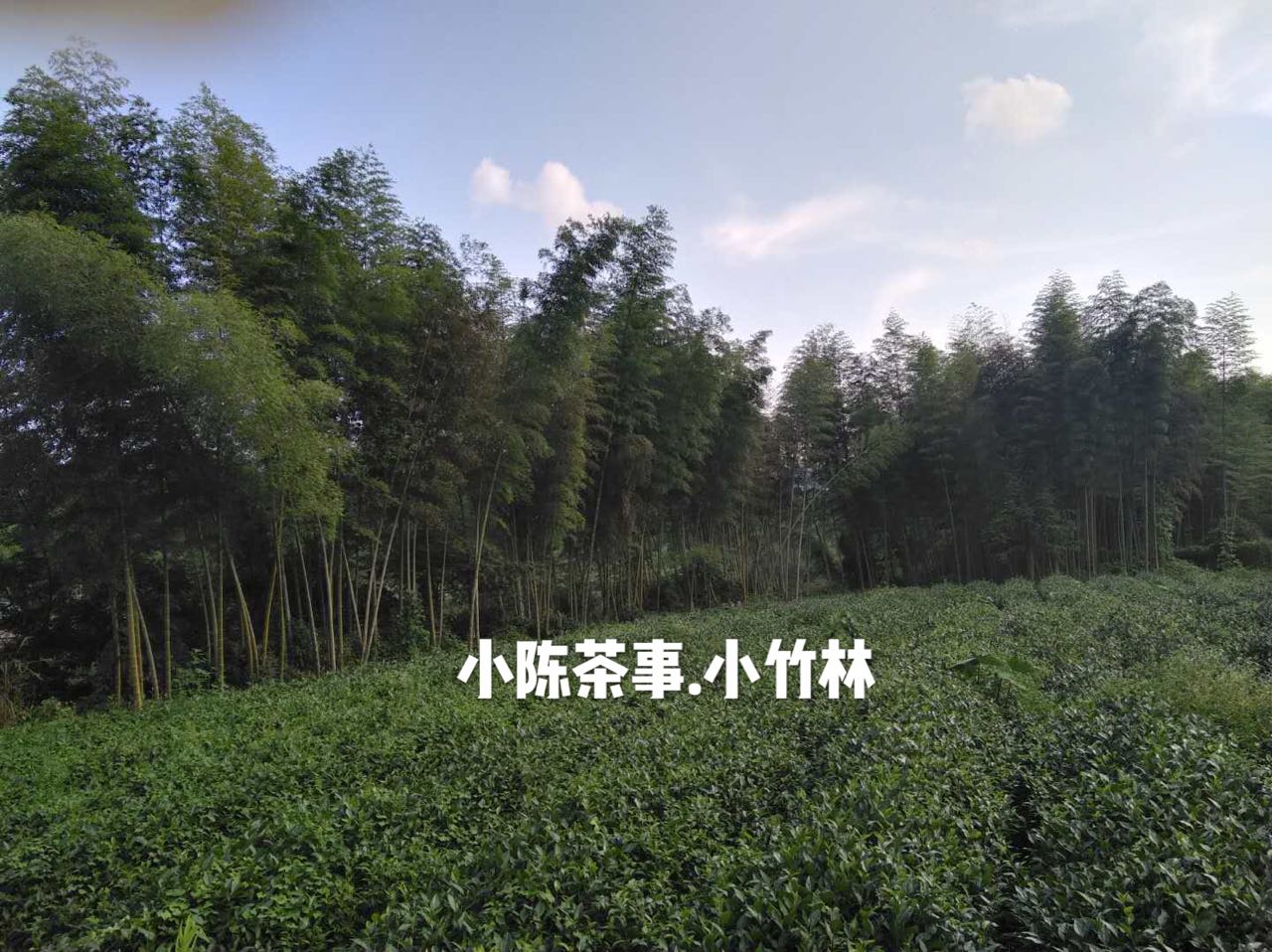 普洱茶和六堡茶白茶岩茶,绿茶岩茶红茶白茶的区别