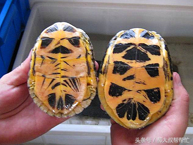 小乌龟的科普文章,小龟科普