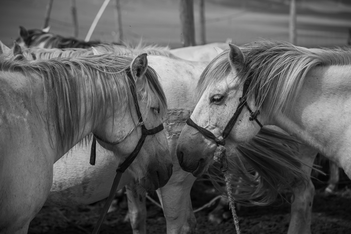 去内蒙古必须要知道什么知识,为什么那么多人去内蒙