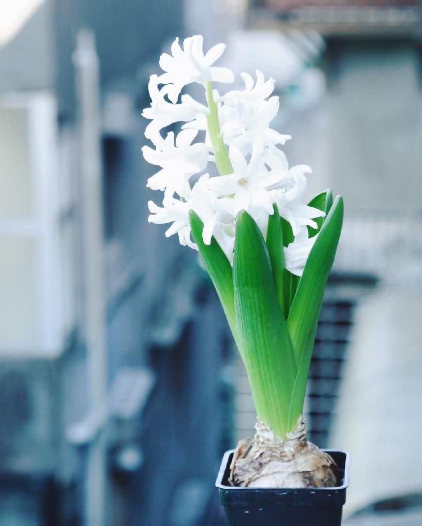 不养多肉种百合，犯二家庭玩转种球植物基本介绍！