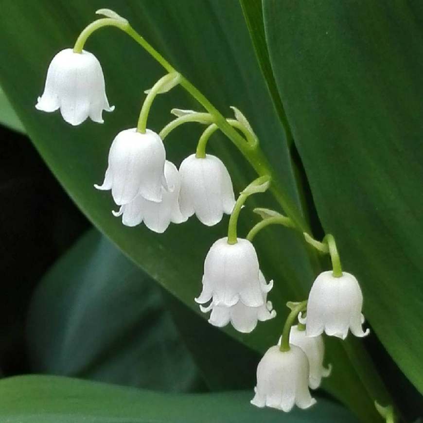 不养多肉种百合，犯二家庭玩转种球植物基本介绍！