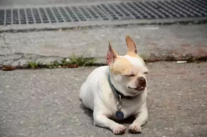 骑自行车同伴被狗咬,骑自行车被狗咬了怎么办