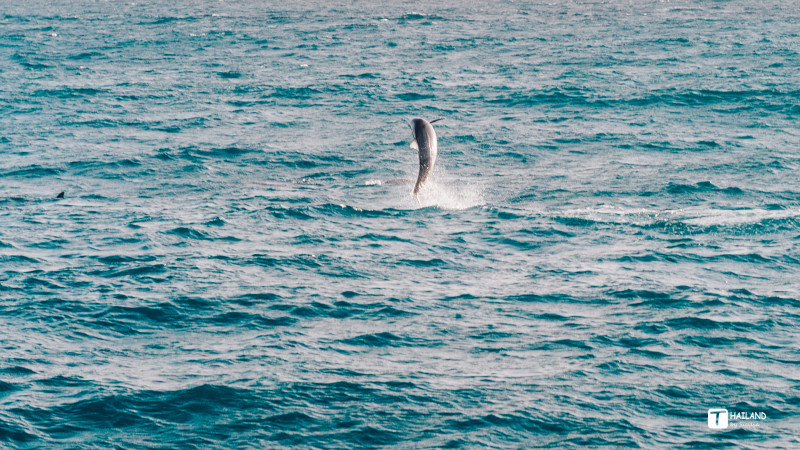 回忆那年在泰国踏浪看海,带你一起去泰国看海