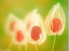 0831今天吃什么-含羞果