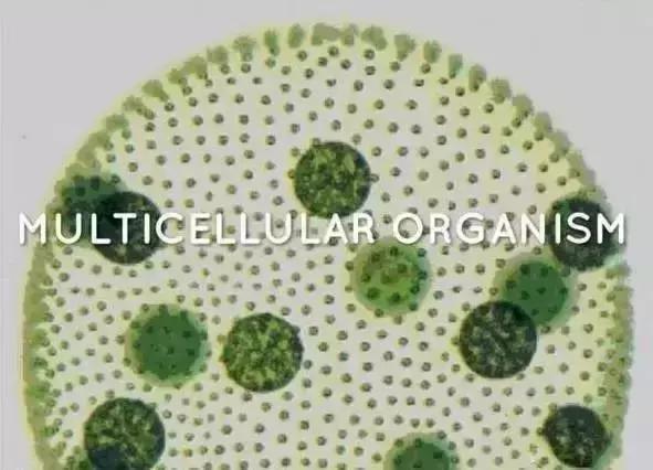 在宇宙的年历中，我们的存在连半秒钟都不到！