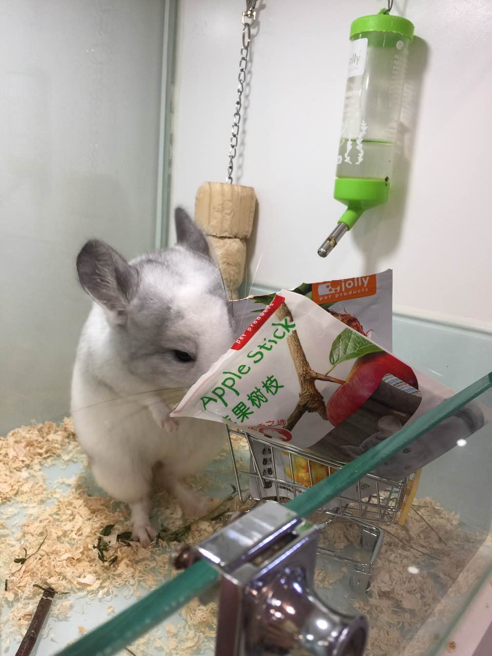 宠物龙猫原视频,宠物龙猫百科知识视频