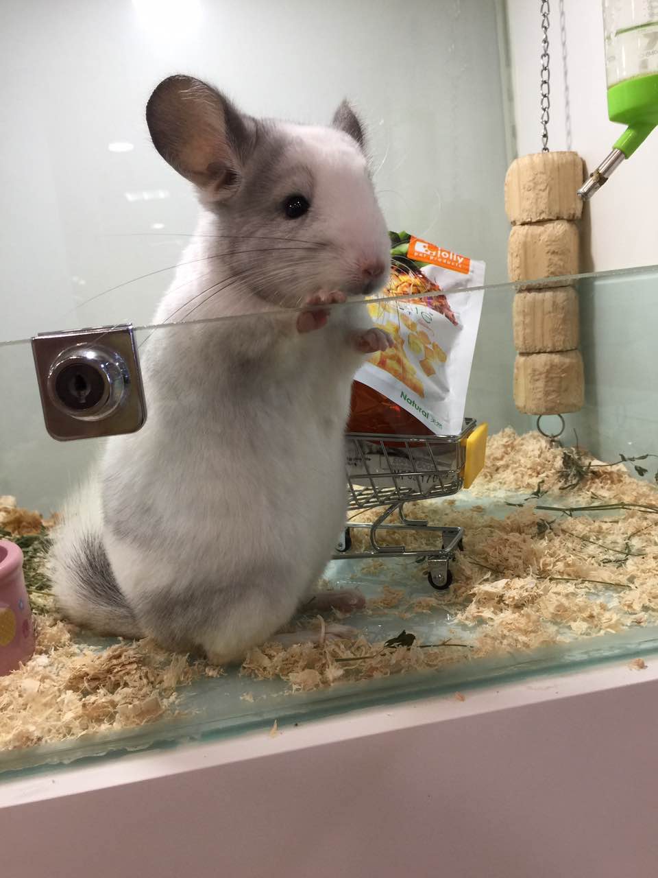 宠物龙猫原视频,宠物龙猫百科知识视频