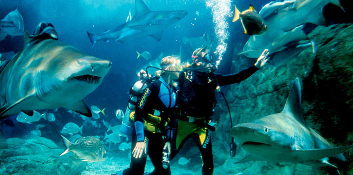 目前国内最好的海洋馆排名,全国排名前十的海洋馆