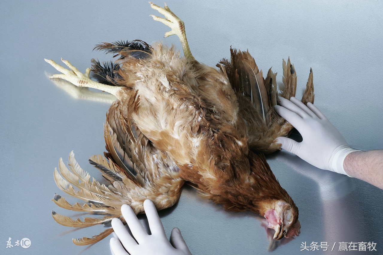 散养家禽新城疫怎么防治,养殖场疫病防治的对策论文