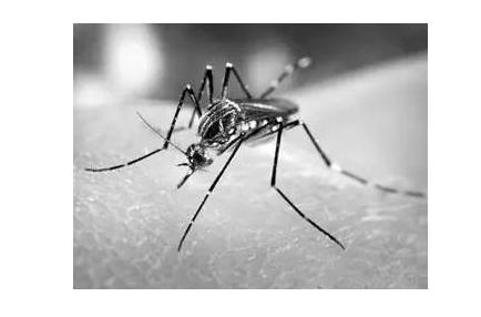 宝宝被蚊子叮咬感染登革热，这几天仅杭州地区就爆发100多病例