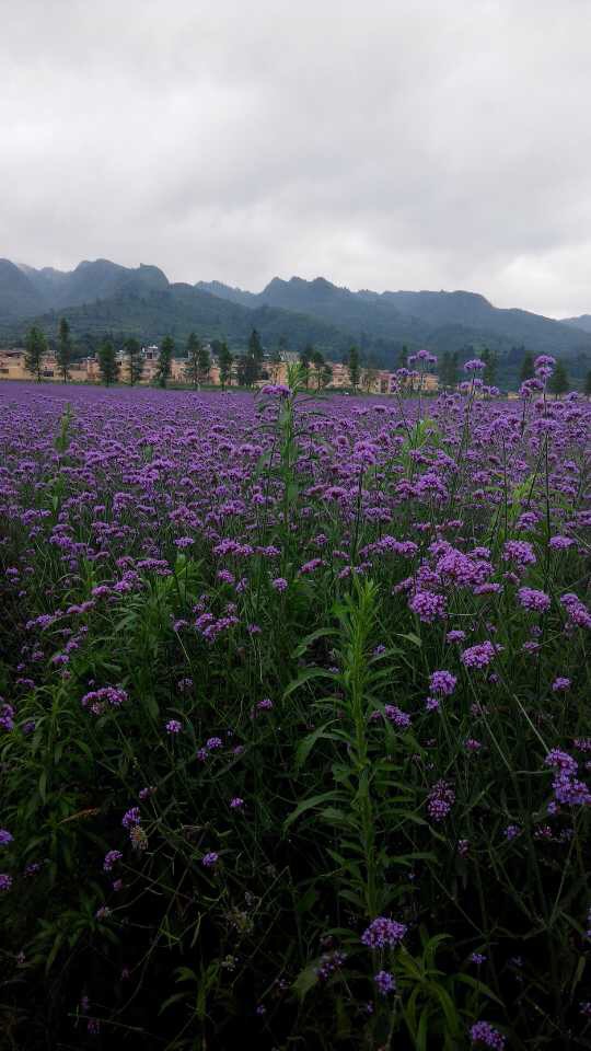 贵州金沙旅游项目,金沙县台金农业观光园